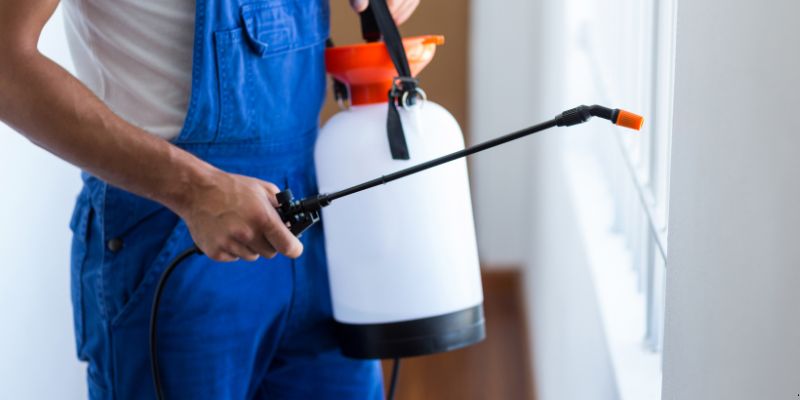 Como fazer dedetização em casa em São Luís