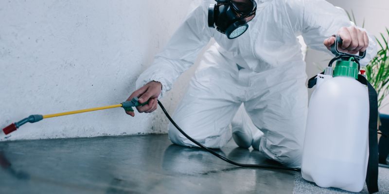 Como é Feita a Dedetização de Baratas em São Luís: Conheça 6 Métodos Como é feita a dedetização de baratas em São Luís