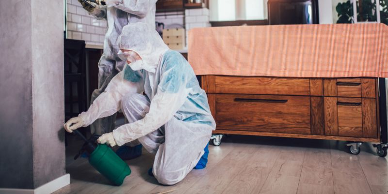 Dedetização em Apartamento Como Funciona em São Luís: Confira 4 Passos