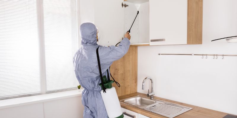 Existe Dedetização para Escorpião em São Luís? Confira!